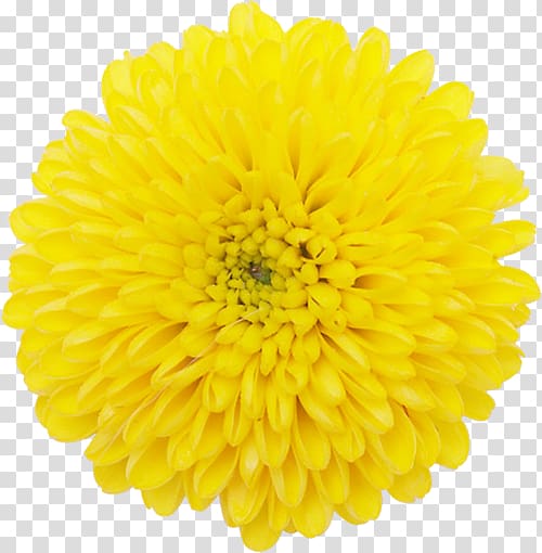 Chrysanthemum ×grandiflorum Transvaal daisy Daisy family Flower Plant symbolism, flower transparent background PNG clipart