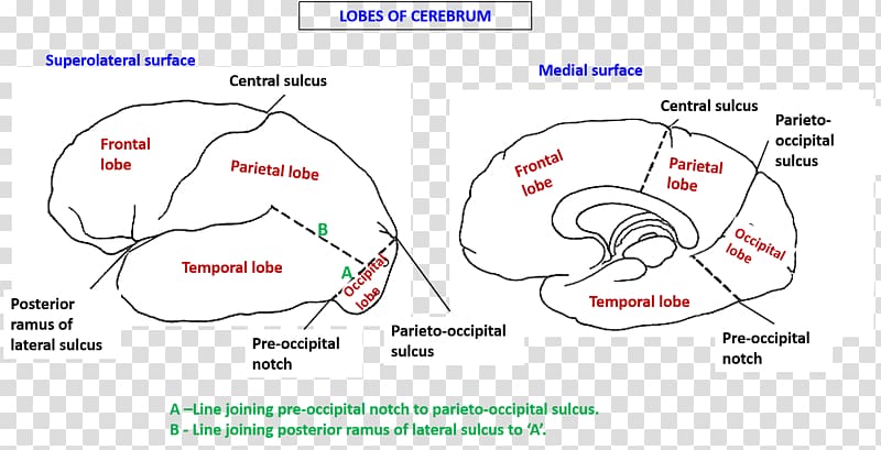 Longitudinal fissure Lobes of the brain Cerebrum Cerebral hemisphere, cranial transparent background PNG clipart