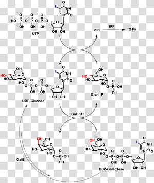 Line Point Angle Diagram, line transparent background PNG clipart thumbnail