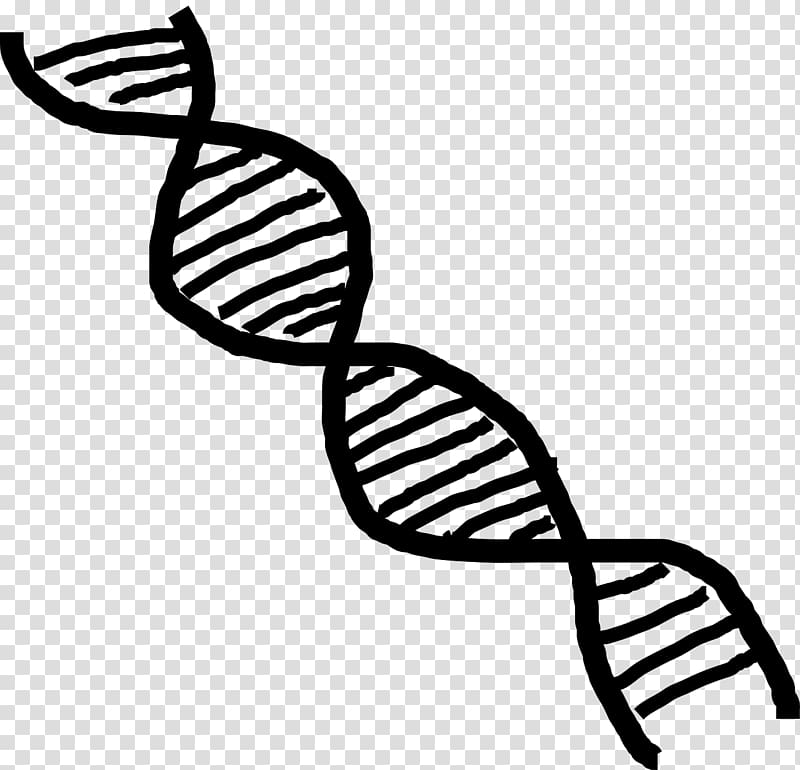 DNA Nucleic acid double helix , DNA transparent background PNG clipart
