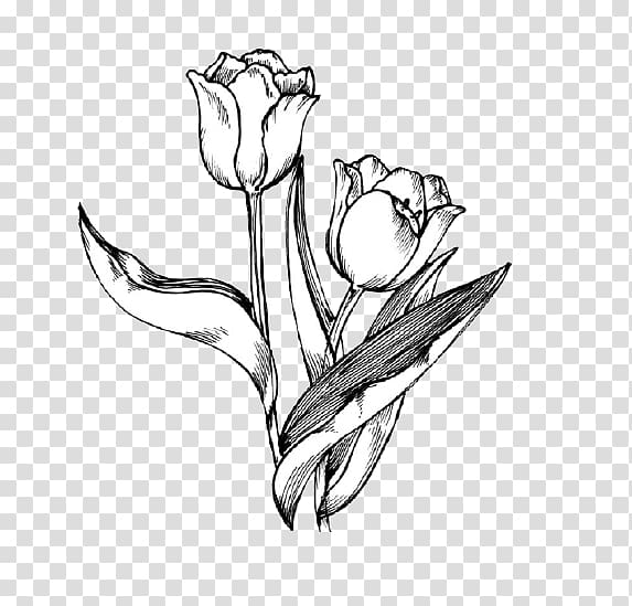 Tulip Drawing Flower , Hand-painted tulip transparent background PNG clipart