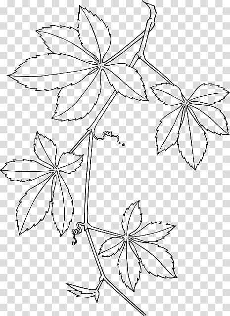 Virginia creeper Boston ivy Parthenocissus vitacea graphics, rug nourison berry branch transparent background PNG clipart