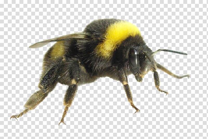 Bumblebee Economics Insect Carpenter bee Honey bee, insect transparent background PNG clipart