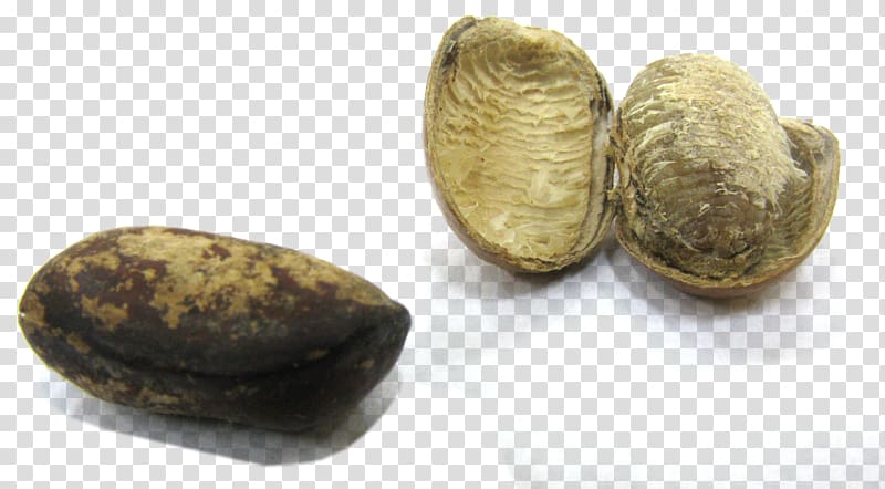 Monodora myristica Peppersoup Nutmeg Seed Tree, seeds transparent background PNG clipart