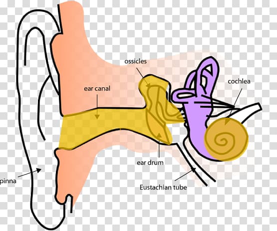 Ear Anatomy Inner ear Eardrum, ear transparent background PNG clipart