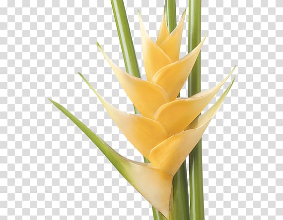 Heliconia bihai Heliconia psittacorum Cut flowers Moses-in-the-cradle, orange tropical flowers brazil transparent background PNG clipart