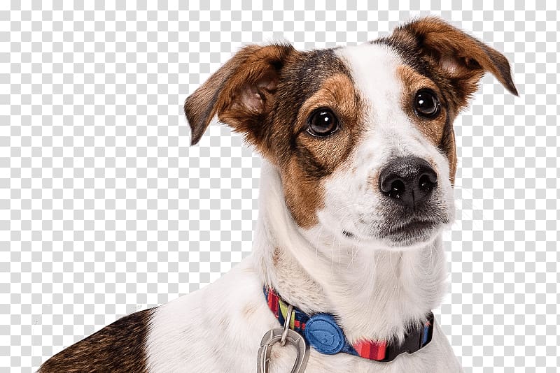 Dog breed Leash Dog collar, Dog transparent background PNG clipart