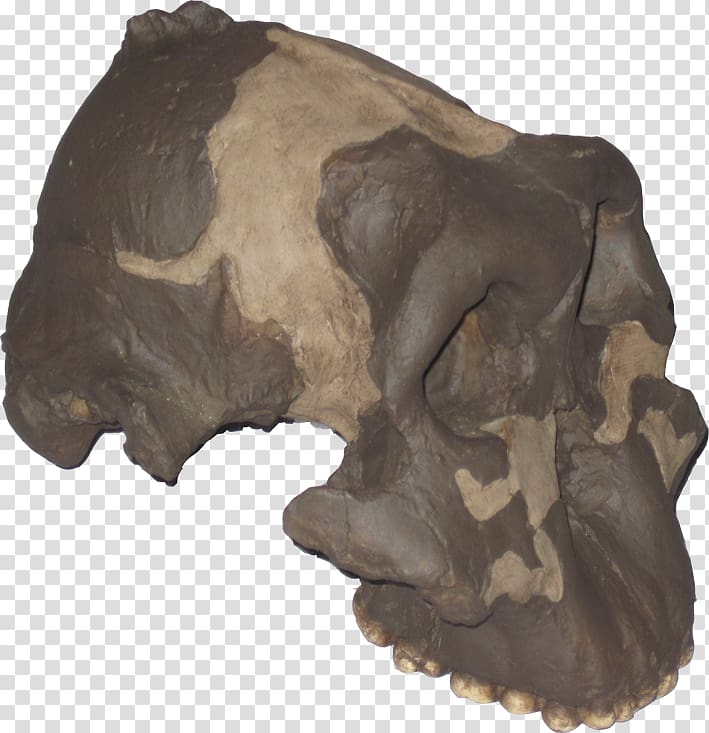 Paleontología humana Paleontology Origen del hombre Skull Alpuente, Australopithecine transparent background PNG clipart