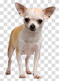 tan and white chihuahua, Chihuahua Face Dog transparent background PNG clipart