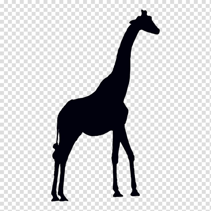 Giraffe graphics Antelope Animal Silhouettes, giraffe transparent background PNG clipart