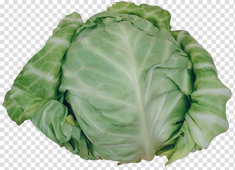 Savoy cabbage Cruciferous vegetables Spinach, Cabbage transparent background PNG clipart