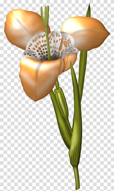 Floral design Flower Wall iris, flower transparent background PNG clipart