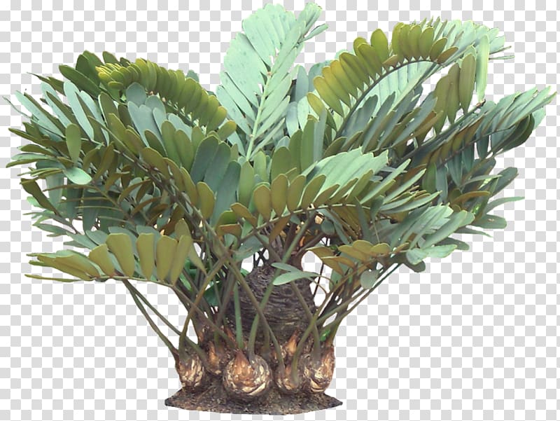 Zamia furfuracea Plant Tropics Arecaceae, tropical leaves transparent background PNG clipart