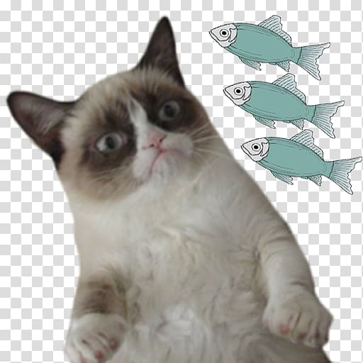 Grumpy Cat The Meme Machine Humour, meme transparent background PNG clipart