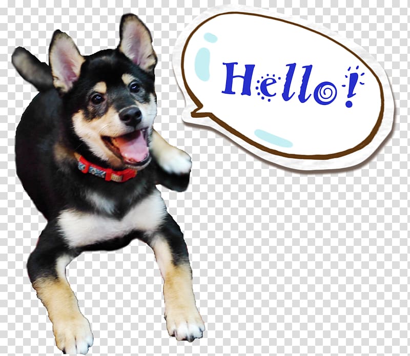 Lapponian Herder Shiba Inu Siberian Husky Puppy Dog breed, tetsuya naito transparent background PNG clipart