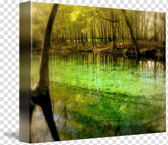 Bayou Swamp Water resources Gallery wrap Ecosystem, tree transparent background PNG clipart