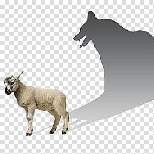 Wolf in sheep\'s clothing Gray wolf Shepherd Herder, sheep transparent background PNG clipart