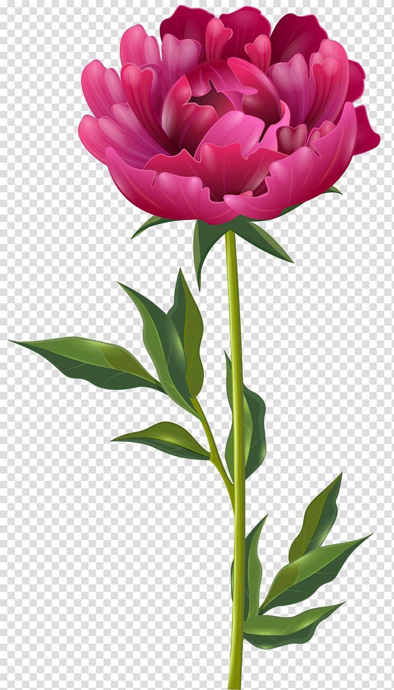 Peony Flower Paeonia officinalis , peony transparent background PNG clipart