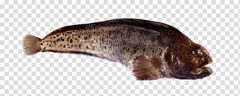Atlantic wolffish Spotted wolffish Northern wolffish Pollock Atlantic cod, others transparent background PNG clipart