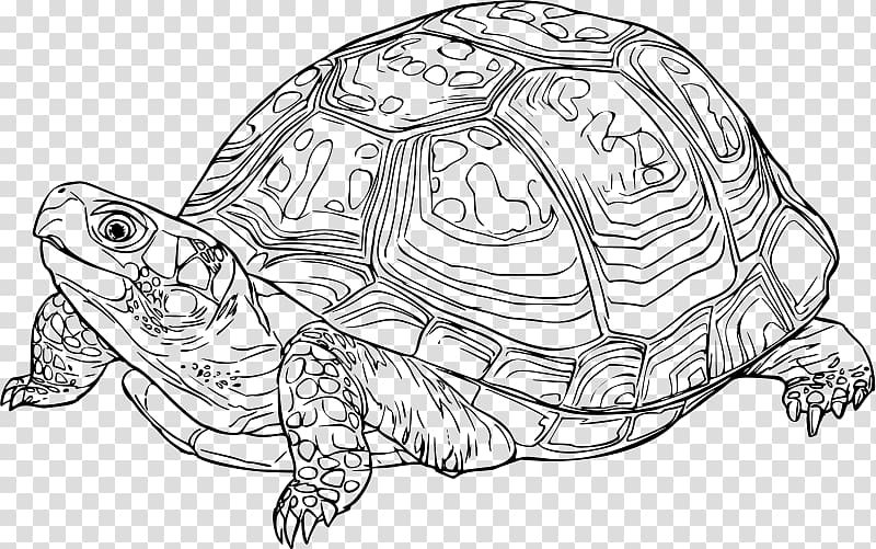 Eastern box turtle Reptile Drawing, tortoide transparent background PNG clipart
