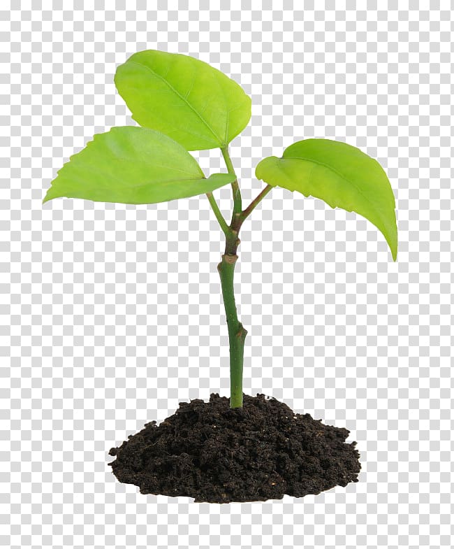 Plant Soil Seedling, others transparent background PNG clipart