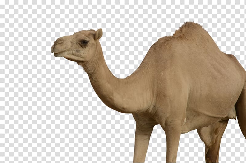 Camel transparent background PNG clipart