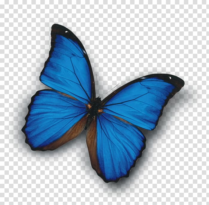 White magic Приворот Monarch butterfly Tugulymsky, blue butterfly transparent background PNG clipart