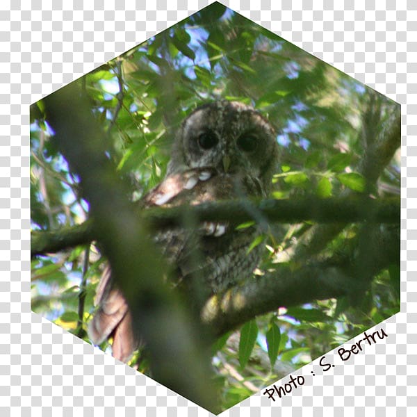 Bird Tawny owl Beak Les Oiseaux, Bird transparent background PNG clipart