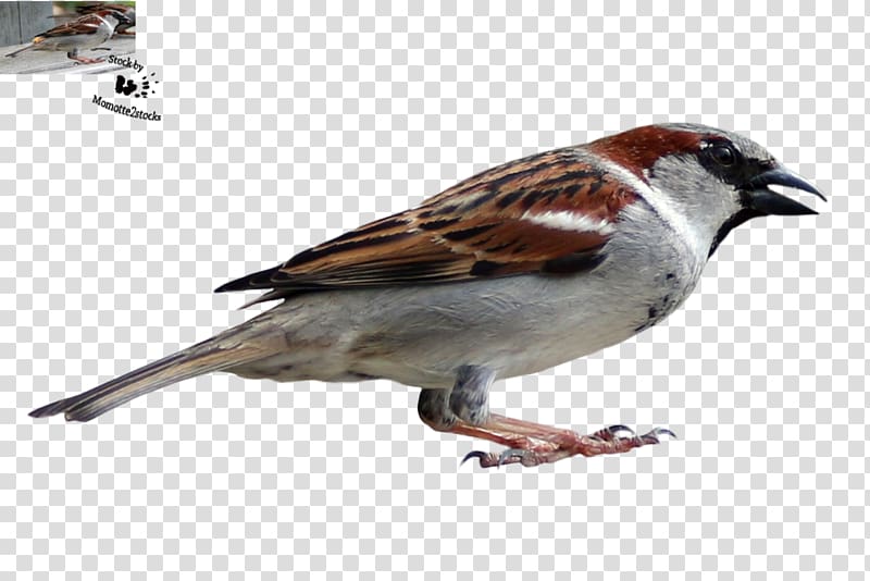 House Sparrow Bird Finch American Sparrows, sparrow transparent background PNG clipart
