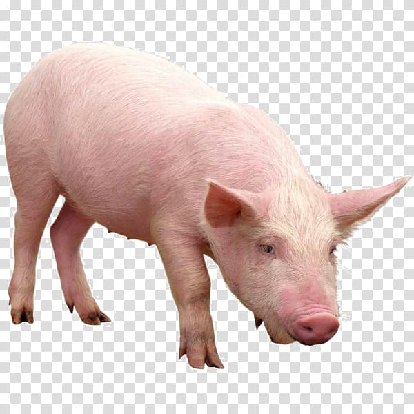 Domestic pig, pig transparent background PNG clipart