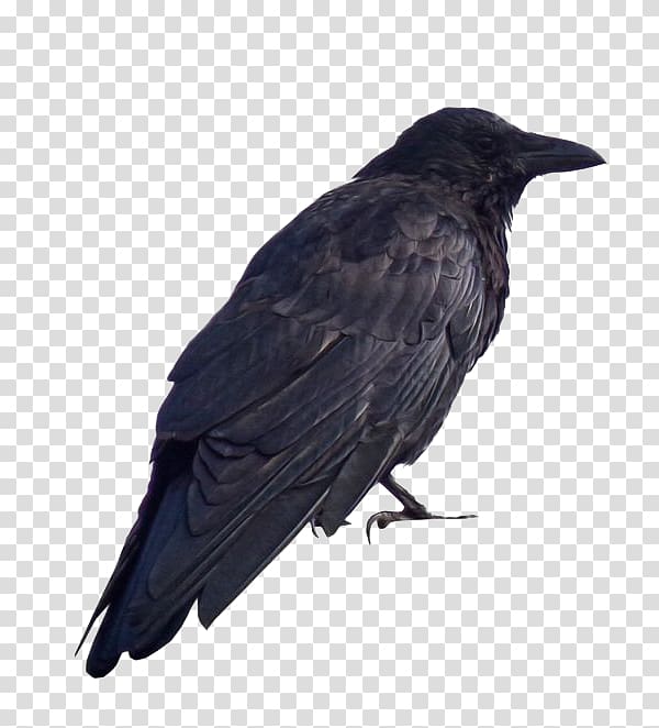 American crow Common raven TR Flying, Black Crow transparent background PNG clipart
