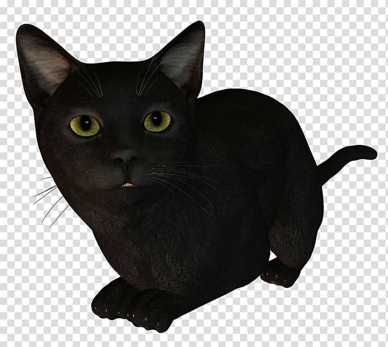 Bombay cat Burmese cat Korat Kitten Black cat, Cat transparent background PNG clipart