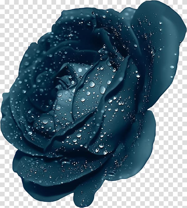 water dew on rose, Purple Rose , Blue Rose With Dew transparent background PNG clipart