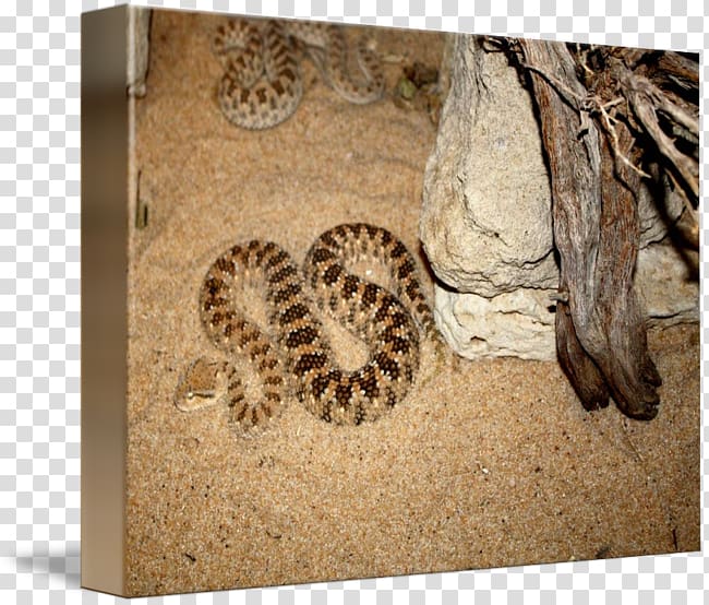 Snake Reptile Art kind Pit viper, snake transparent background PNG clipart