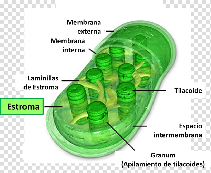 Chloroplast Chlorophyll synthesis Stroma Cell, plant transparent background PNG clipart
