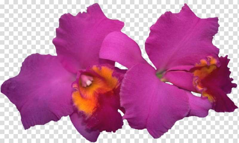 Cattleya labiata Moth orchids Blog Diary, beautiful orchid frame transparent background PNG clipart