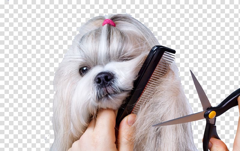 pet grooming transparent background PNG clipart