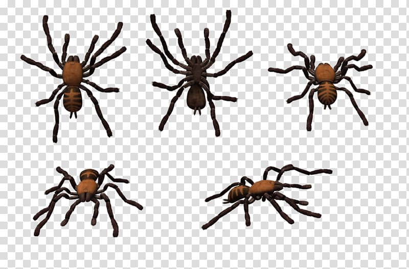 Tarantula Wolf spider Widow spiders Sydney brown trapdoor spider, spider transparent background PNG clipart