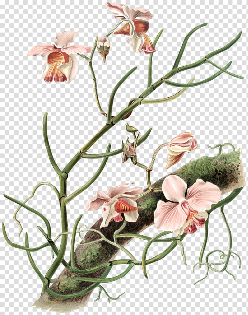 NYPL Public library Floral design Vintage, Orchid TREE transparent background PNG clipart