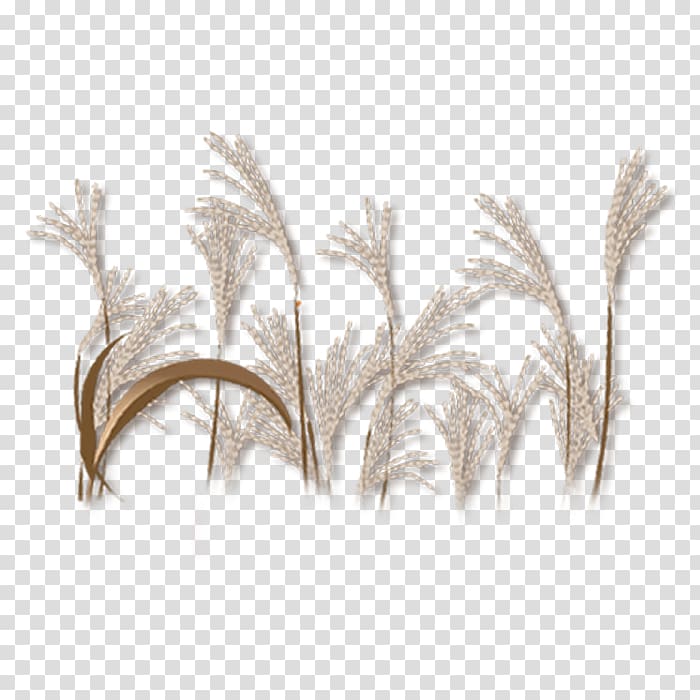 Plant, plant transparent background PNG clipart