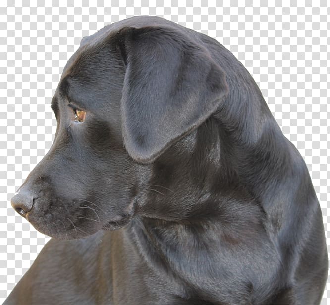 Labrador Retriever Puppy Dog breed Companion dog Centro Cinofilo 
