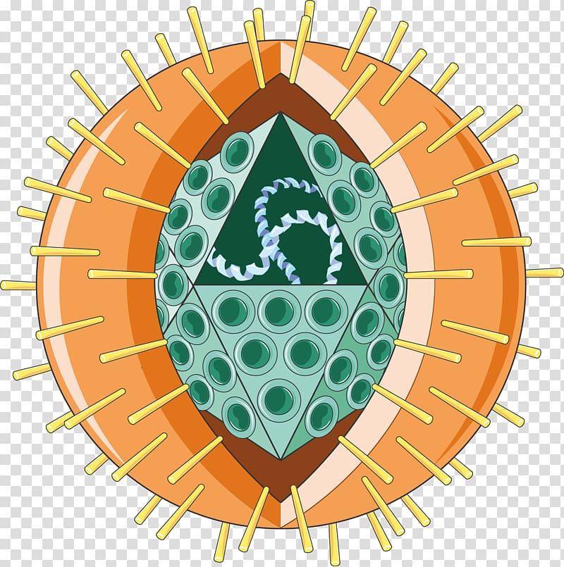 Herpes simplex virus Herpesviruses Infection, others transparent background PNG clipart