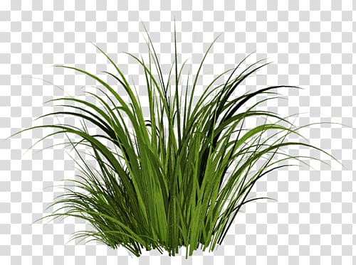 green leafed plant, Grass transparent background PNG clipart