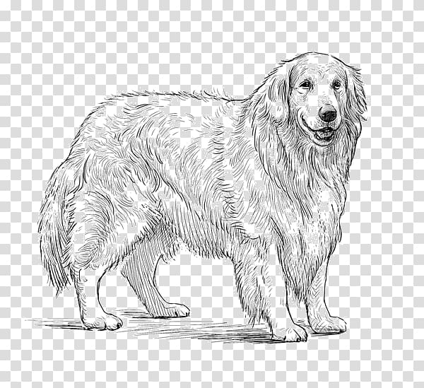 Golden Retriever Dog breed Sketch Companion dog graphics, golden retriever transparent background PNG clipart