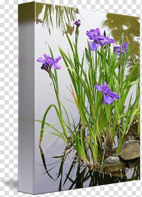 Iris pseudacorus Aquatic Plants Water garden, Japanese Garden transparent background PNG clipart