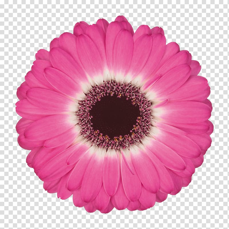 Common daisy Flower Color Gerbera jamesonii Floristry, flower transparent background PNG clipart