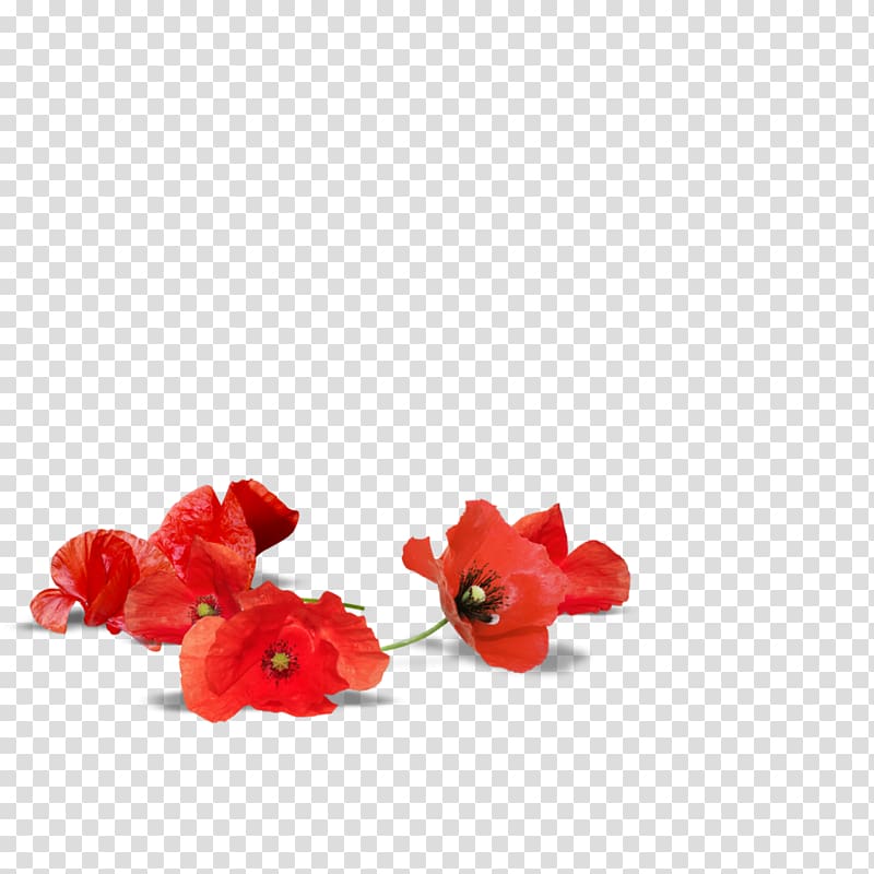 Adelaide Poppy Armistice Day Flower Desktop , floating transparent background PNG clipart