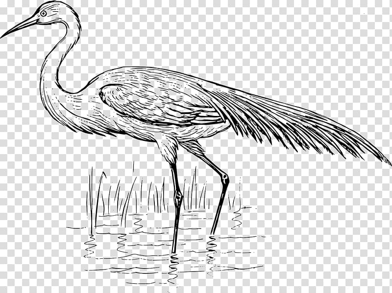 Heron Bird Crane Great egret, Bird transparent background PNG clipart