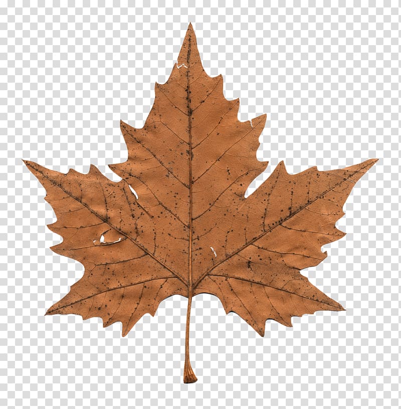 dried leaf, Faded Maple Leaf transparent background PNG clipart