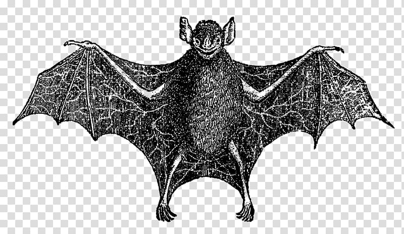 Bat Digital , Vampire transparent background PNG clipart